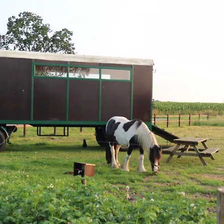 Slapen Tussen De Paarden *