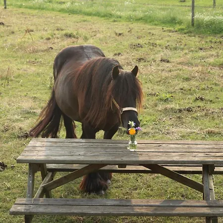 Slapen Tussen De Paarden Essen